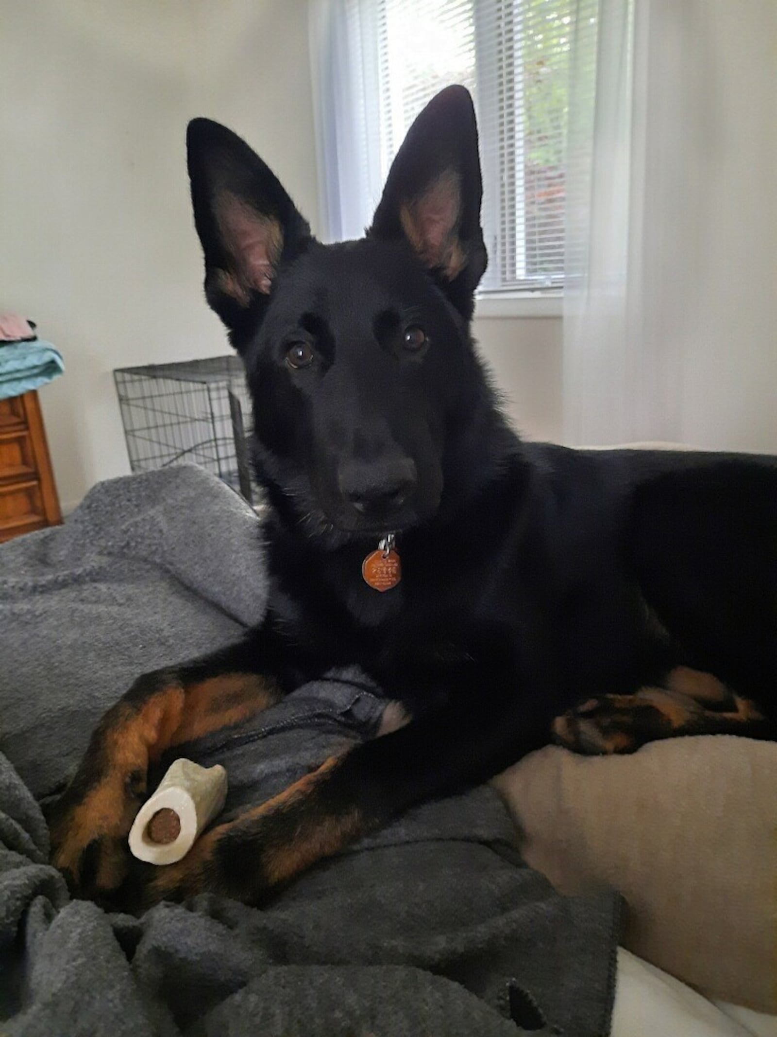 Nico, a European German shepherd, is shown at his Washington Twp. home. CONTRIBUTED