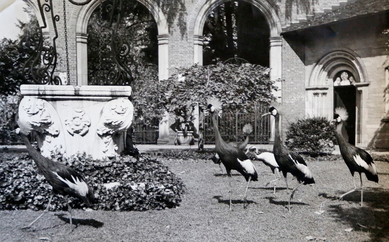 Cranes roam the grounds of the Dayton Art Institute. DAYTON ART INSTITUTE