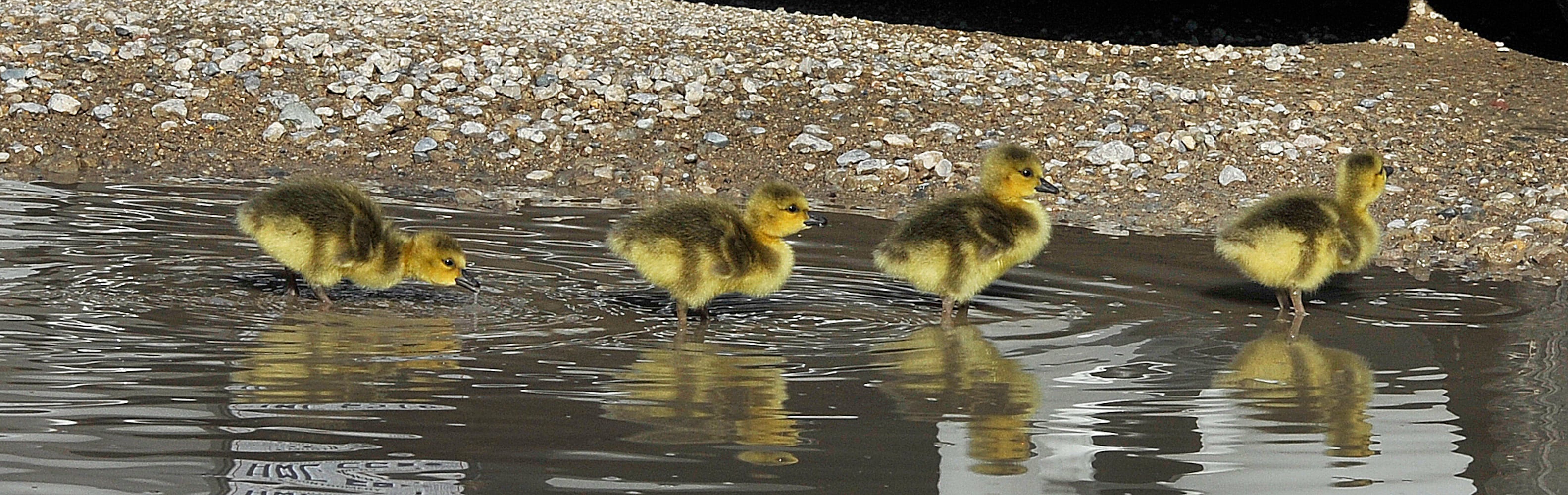 PHOTOS: Family of geese go for a walk in Dayton