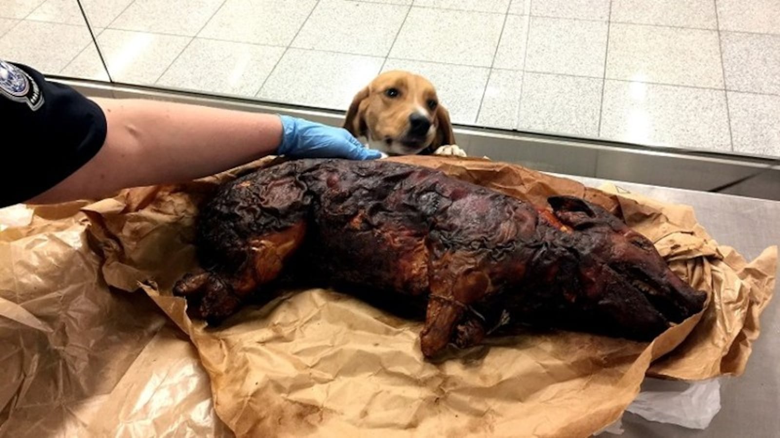 A K9 beagle named Joey detected a whole pig inside the luggage of a traveler from Peru in 2016.