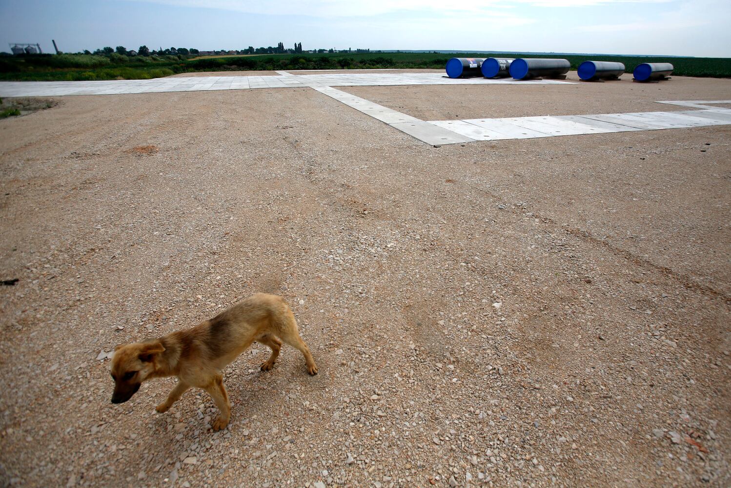 News hounds (6/19/2014)