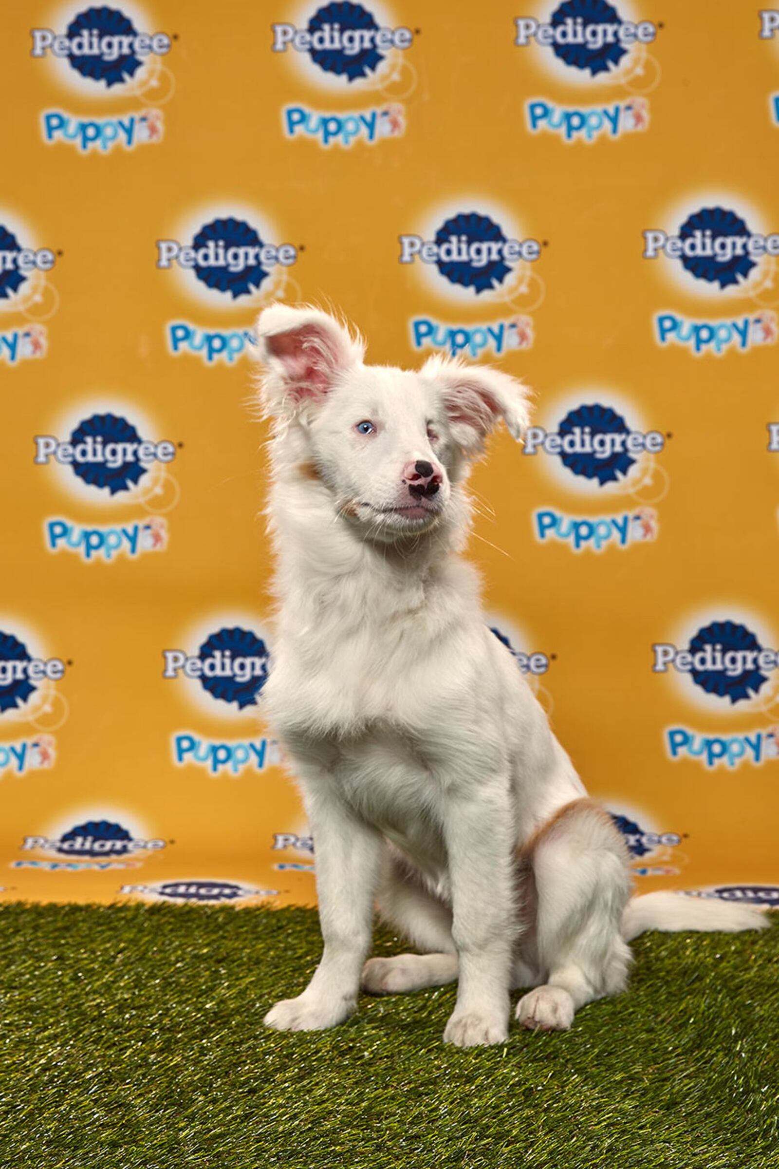 Filbert, a blind and hearing-impaired Shetland sheepdog/border collie mix from Double J Dog Ranch in Idaho. (Animal Planet )