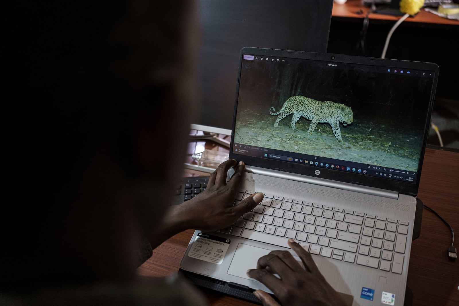 Mouhamadou Ndiaye, coordinator for wild cat conservation group Panthera reviews camera trap photos of a leopard taken at Niokolo Koba National Park in Tambacounda, Senegal on Monday, Jan. 13, 2025. (AP Photo/Annika Hammerschlag)