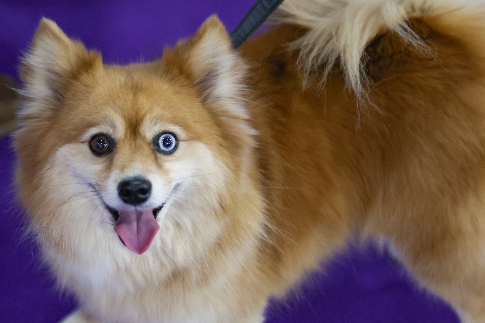 Ellie, an All-American half Pomeranian and half Husky, looks up while surrounded by supporters at the 149th Westminster Kennel Club Dog show, Saturday, Feb. 8, 2025, in New York. (AP Photo/Heather Khalifa)