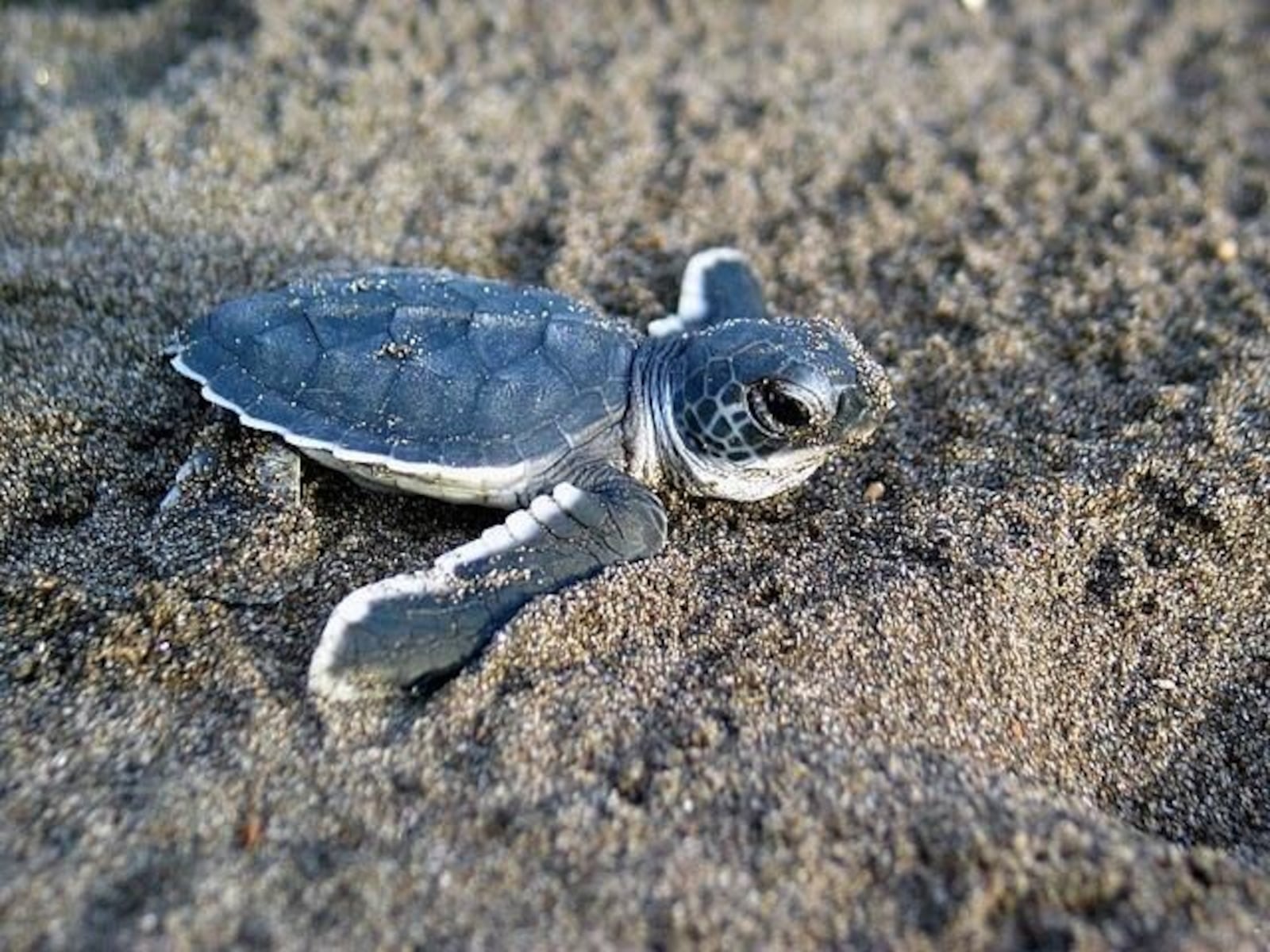  Corinne Brion, a UD professor, is planning to bring high school and college students on eco-trips to help conserve and preserve Ghana’s sea turtles. CONTRIBUTED