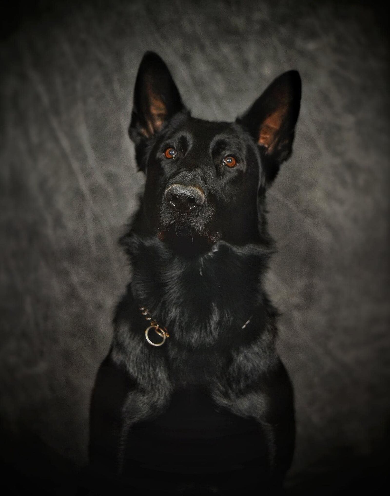 Franklin Police Department's K-9 dog Fury.

Photo Credit: Franklin Police Department Facebook