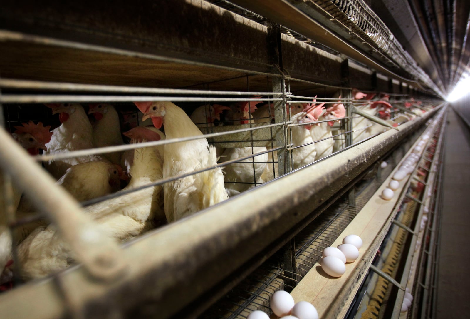 FILE - Chickens stand in their cages at a farm in Iowa, Nov. 16, 2009. (AP Photo/Charlie Neibergall, File)