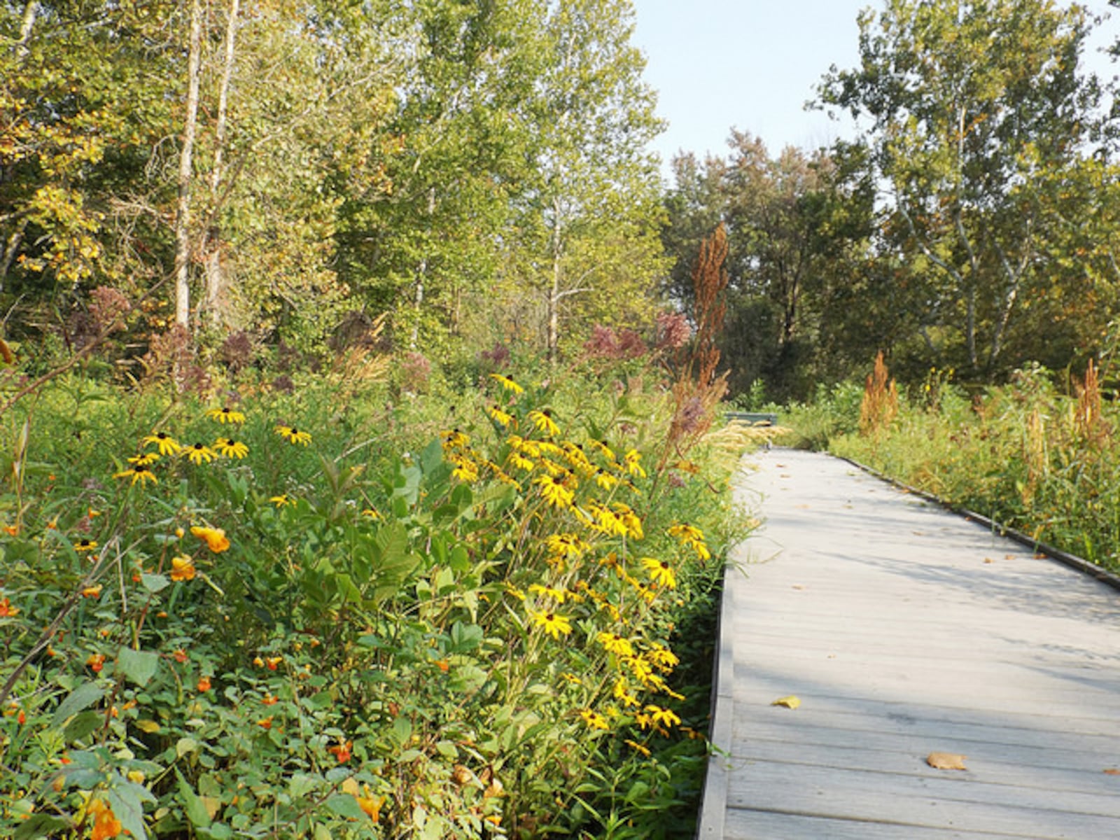 Woodman Fen. PHOTO / Five Rivers MetroParks