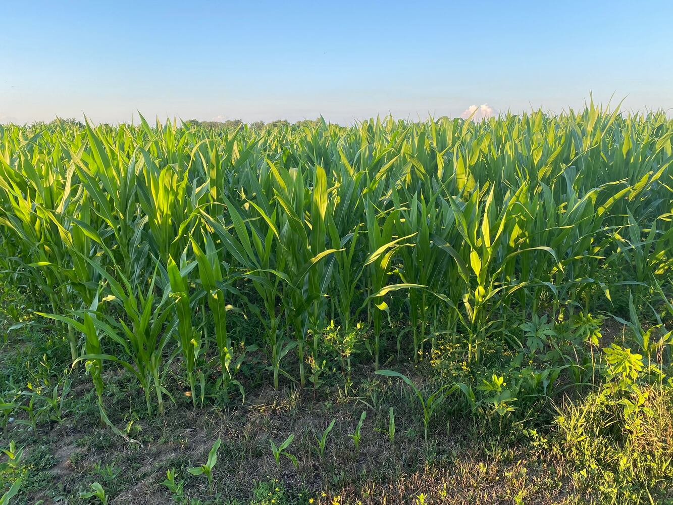 PHOTOS: Wild Hearts African Farm is a little slice of paradise