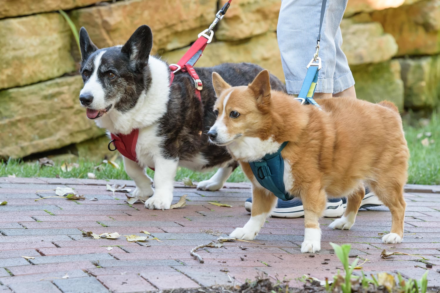 PHOTOS: 2024 Blessing of the Animals at Epiphany Lutheran Church