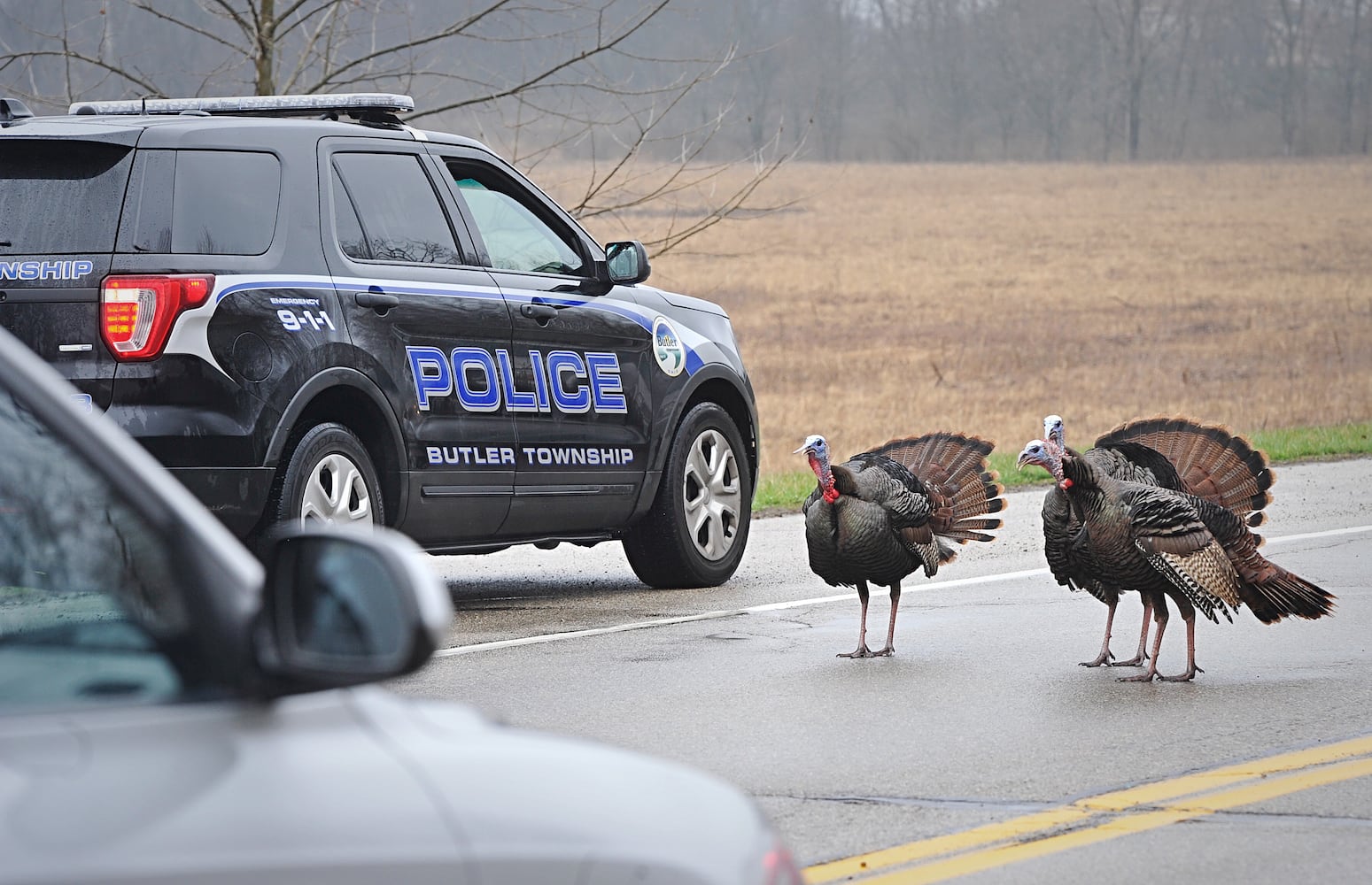 PHOTOS: Wild turkeys rule the road in Butler Twp.