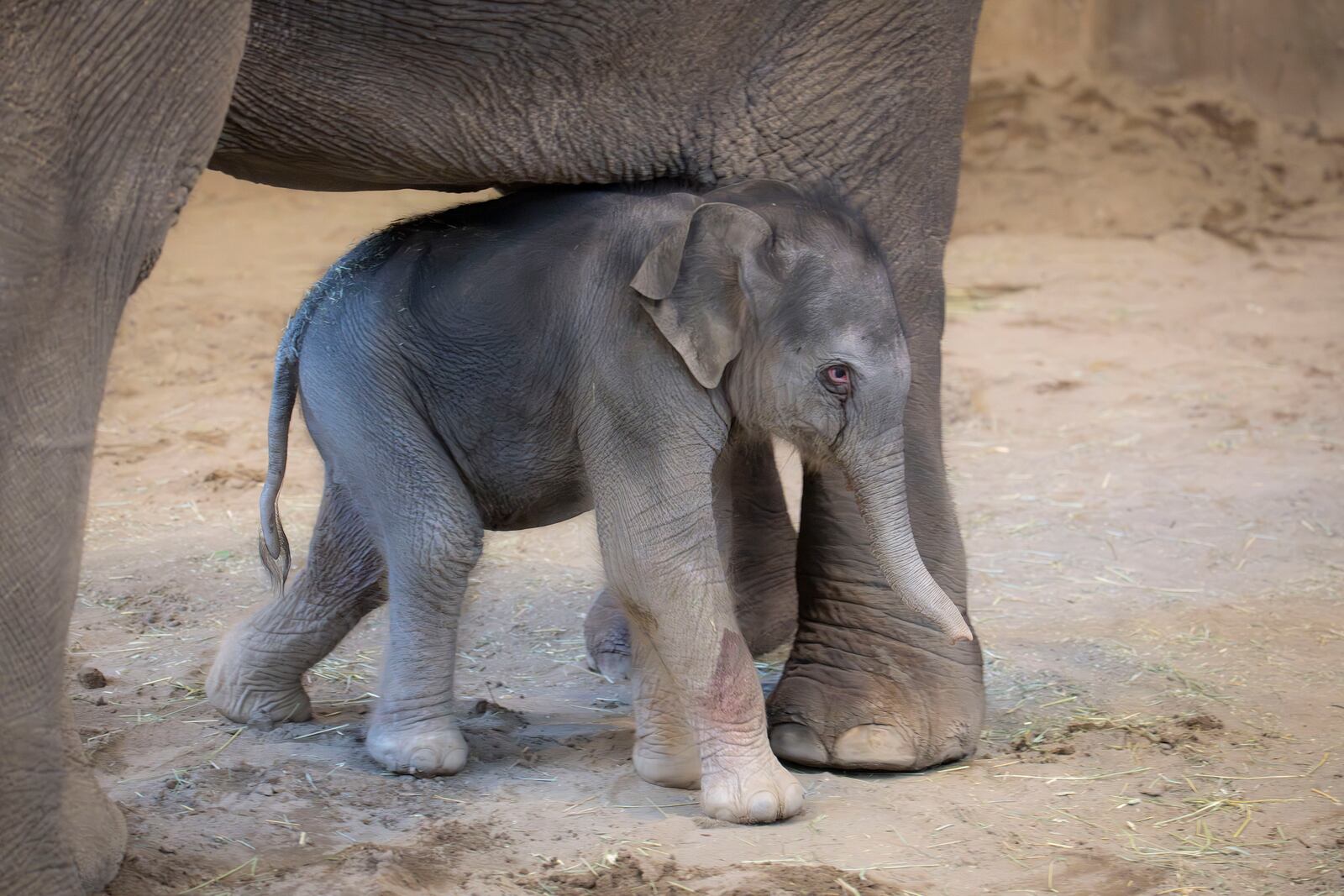 Thirty-year-old Asian elephant Rose-Tu is seen with her baby after giving birth at the Oregon Zoo in Portland, Ore. on Feb. 1, 2025. (Oregon Zoo via AP)