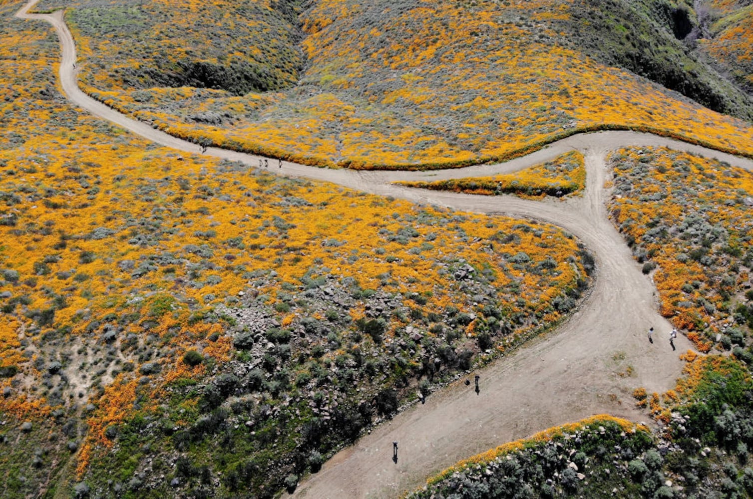 Photos: Spectacular wildflower super bloom in California