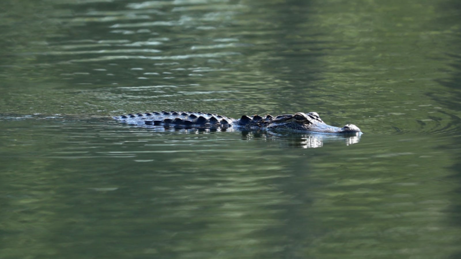 An alligator swimming. (Photo: Warren Little/Getty Images)