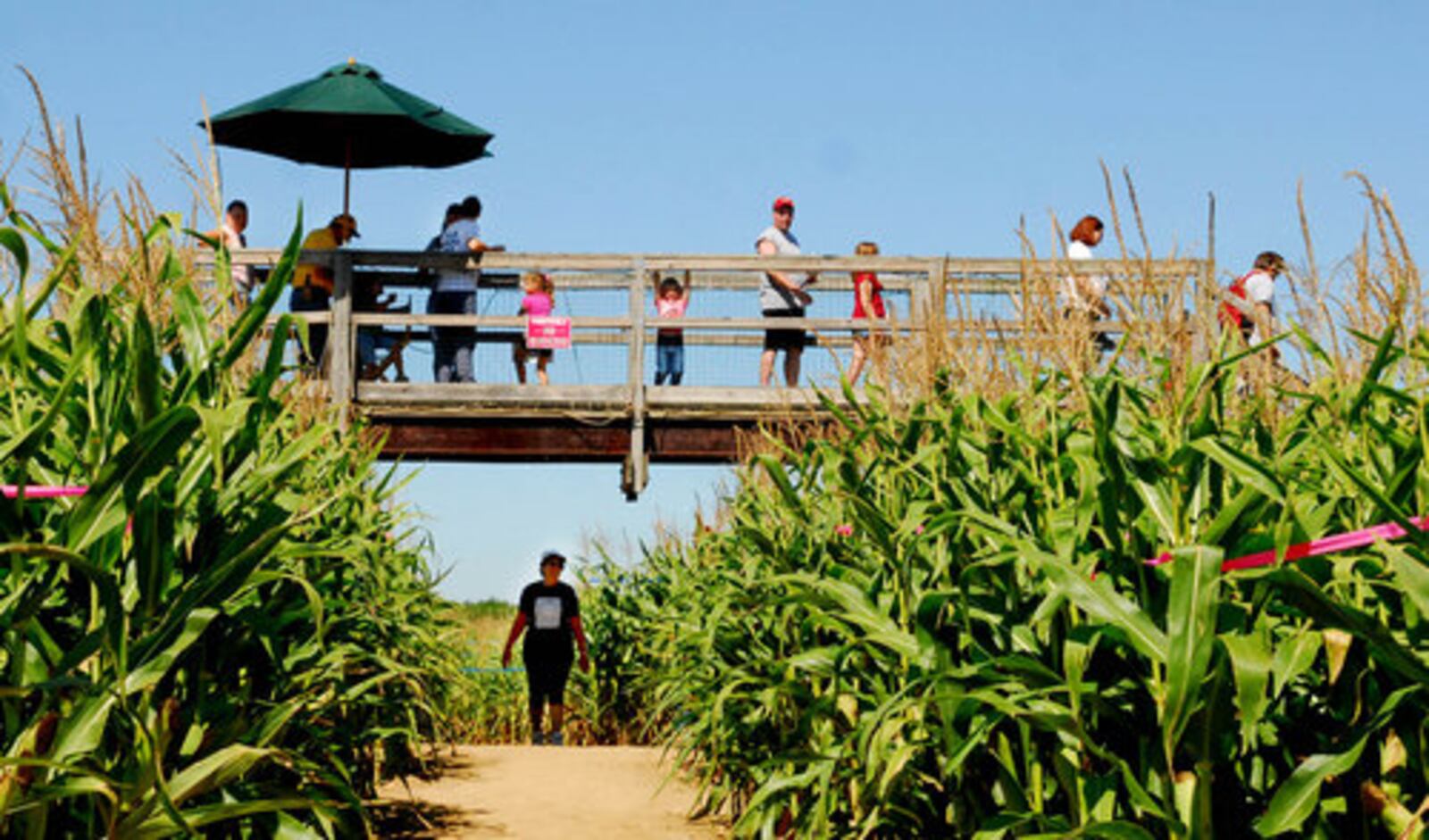 Tom's Maze, an eight-acre maze of corn in Montgomery Co.'s Jefferson Twp. opened this past weekend for its 12th season. The maze is owned by Tom and Marie Eby.