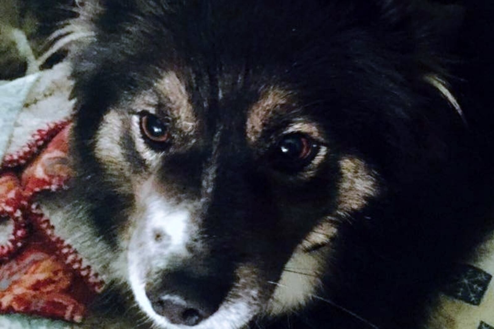 Little Bear, a border collie/shepard mix, lives with Liz Valenti, co-owner and chef of the Wheat Penny Oven and Bar, a popular restaurant in Dayton. CONTRIBUTED