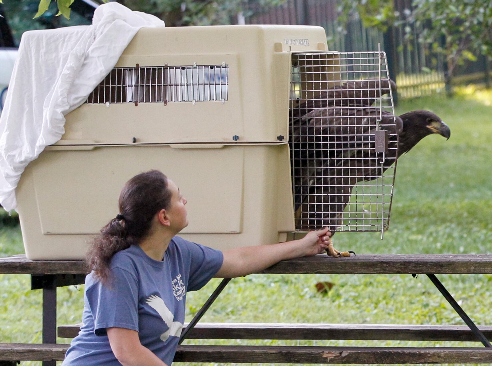 Rebecca Jaramillo, director of the Glen Helen Raptor Center, releases Prairie, a juvenile bald eagle, back into Carillon Historical Park Tuesday morning. The young eagle spent 12-days at the raptor center gaining strength and confidence to fly. LISA POWELL / STAFF