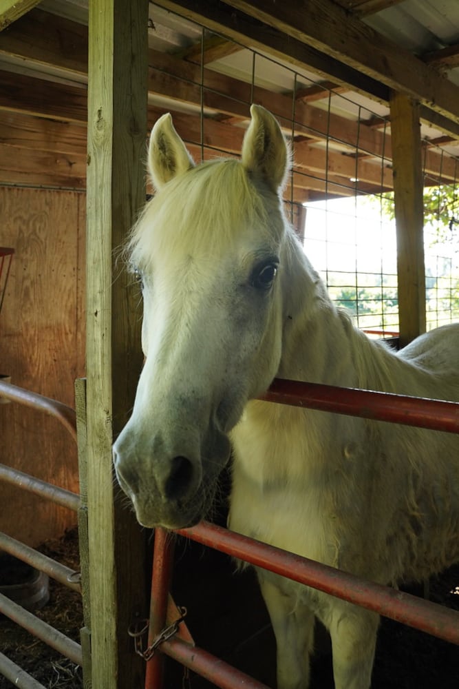 26 animals removed from Jefferson Twp. farm