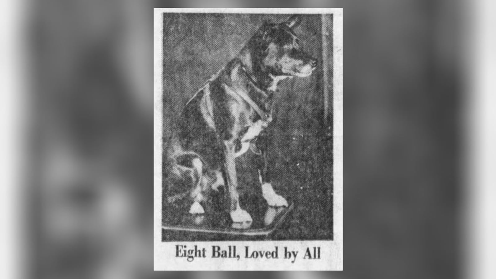 Dog Eight Ball at Belmont Billiards. DAYTON DAILY NEWS ARCHIVES