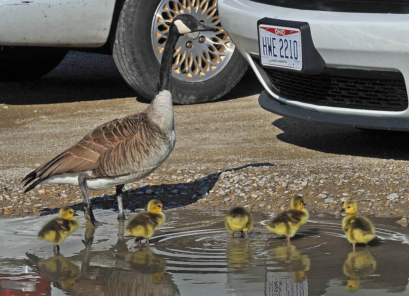 PHOTOS: Family of geese go for a walk in Dayton