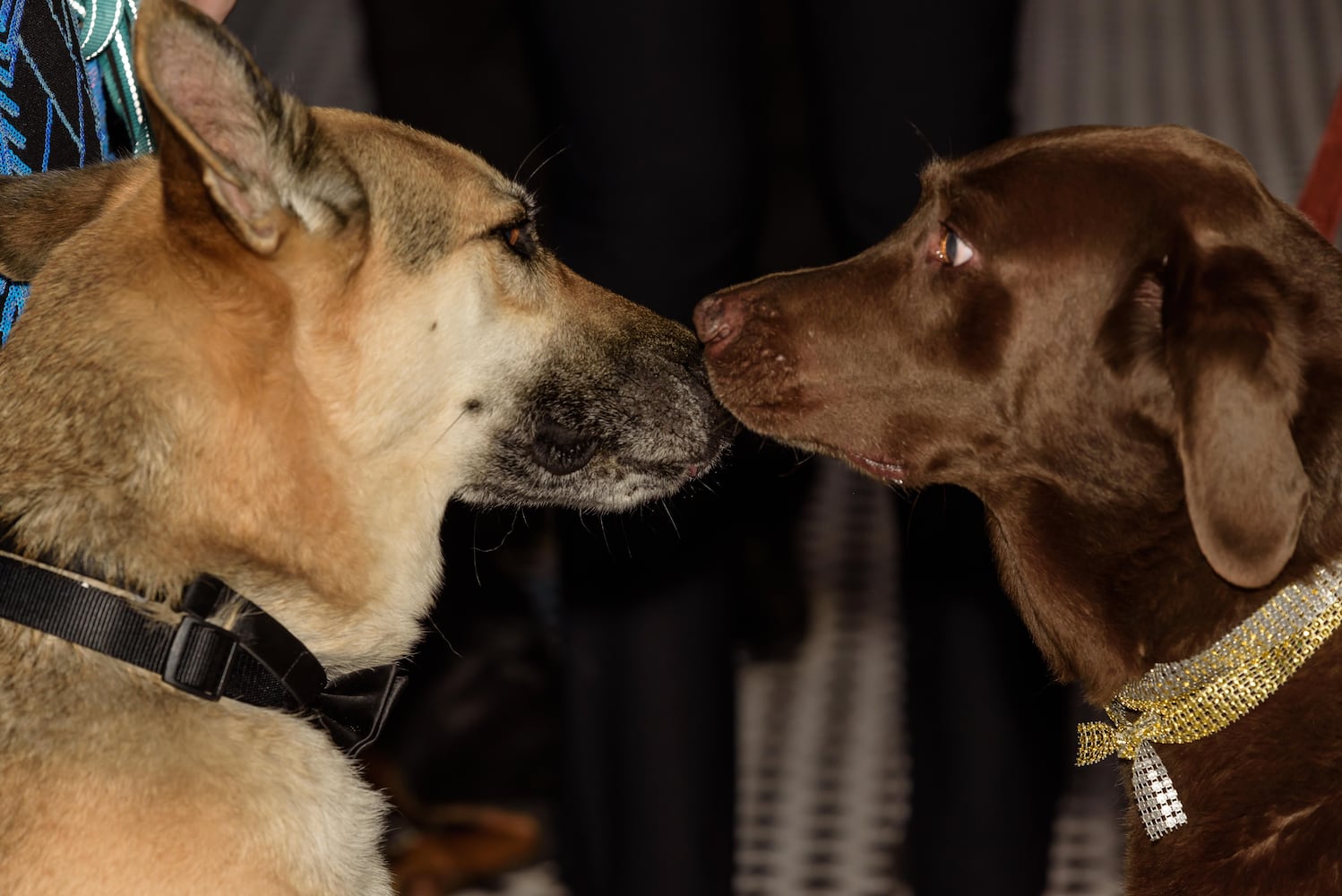 PHOTOS: 2024 Pet Afflaire Gala at the Dayton Arcade