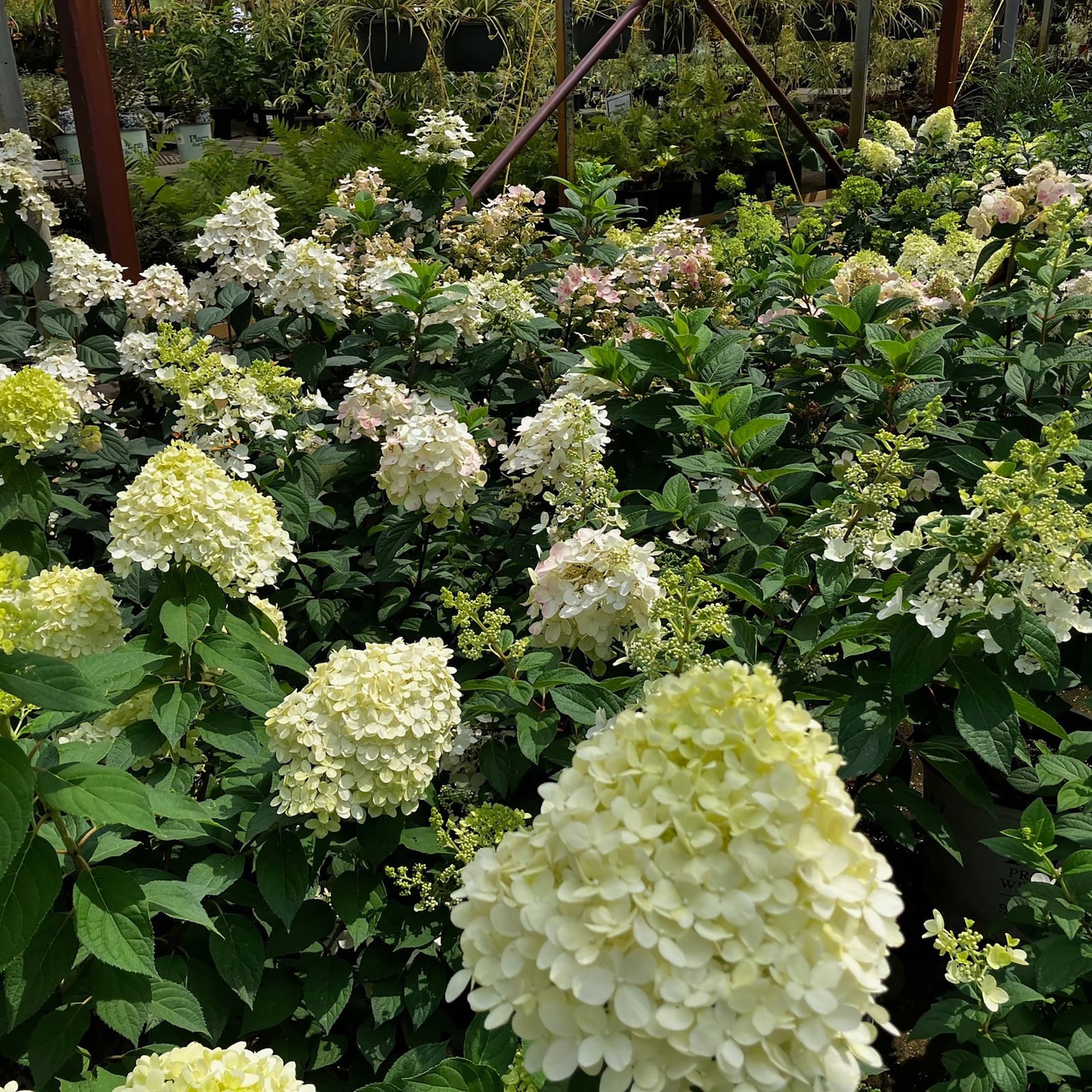 Hydrangeas are among the showiest flowers in gardens and continue to bloom into the fall. They can be pruned now and will come back in the spring.