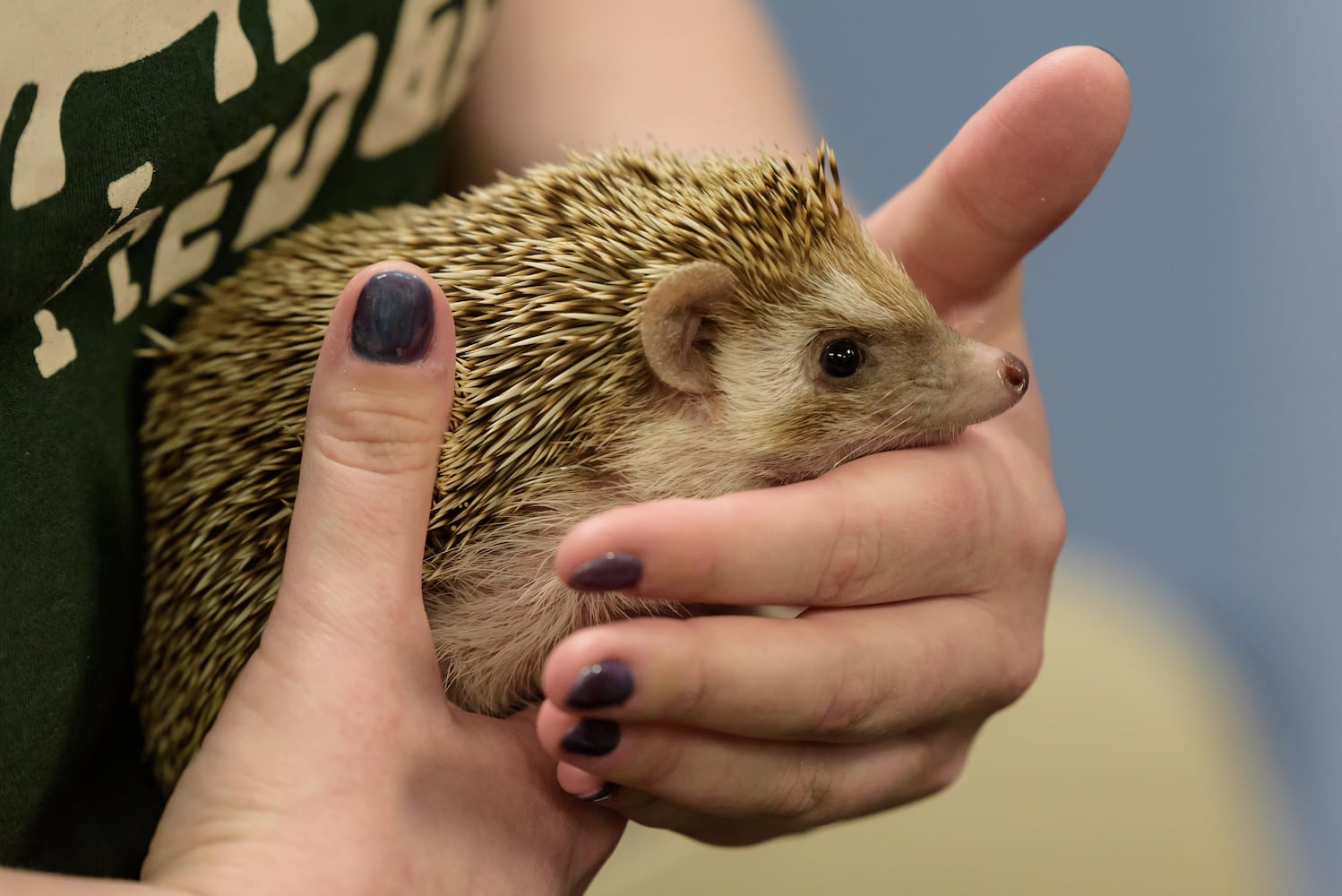 PHOTOS: Hedgehog Day 2025 at the Boonshoft Museum of Discovery