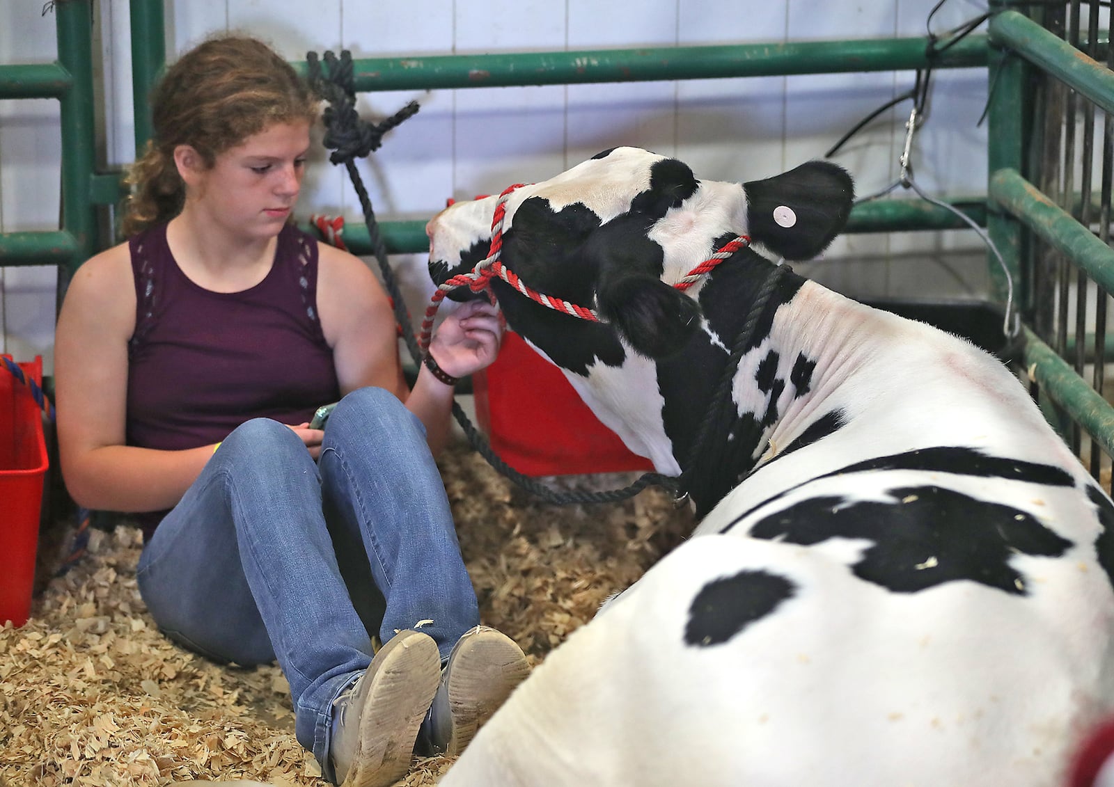 Madison Blair sits with her dairy calf before auctioning it off Friday during the Jr. Fair Auction at the Clark County Fair. BILL LACKEY/STAFF