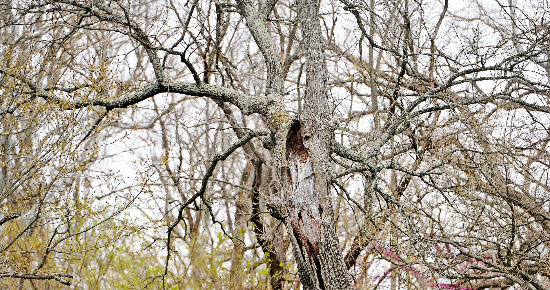 Owl, her babies delight bird watchers