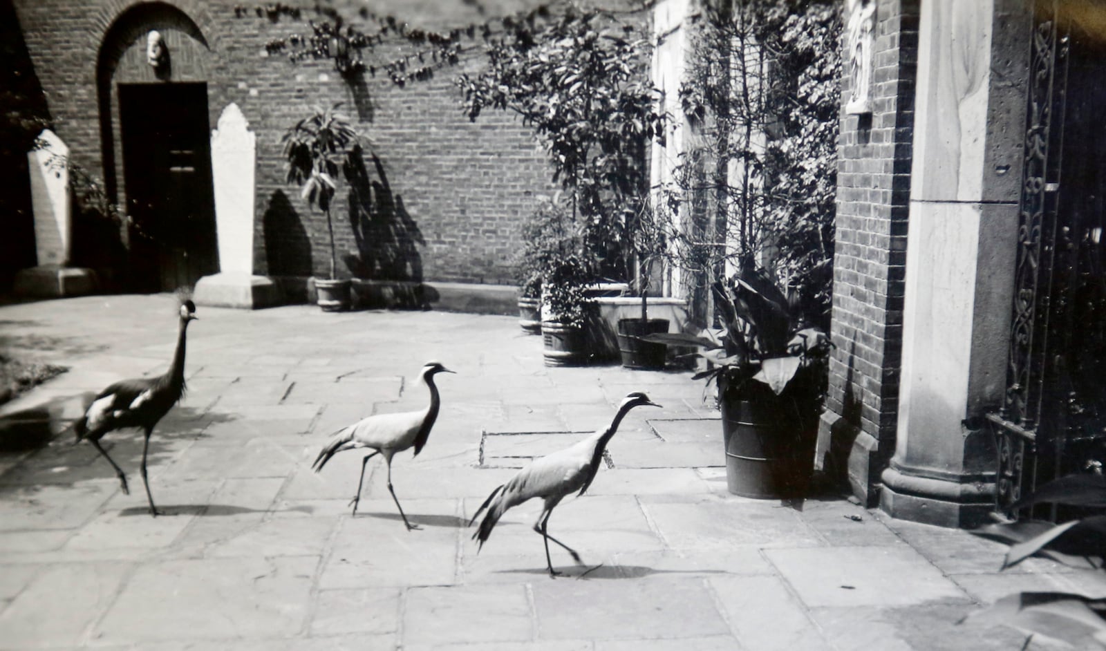 A variety of exotic birds, including cranes, cockatoos, peacocks and toucans, lived inside and outdoors at the Dayton Art Institute. DAYTON ART INSTITUTE