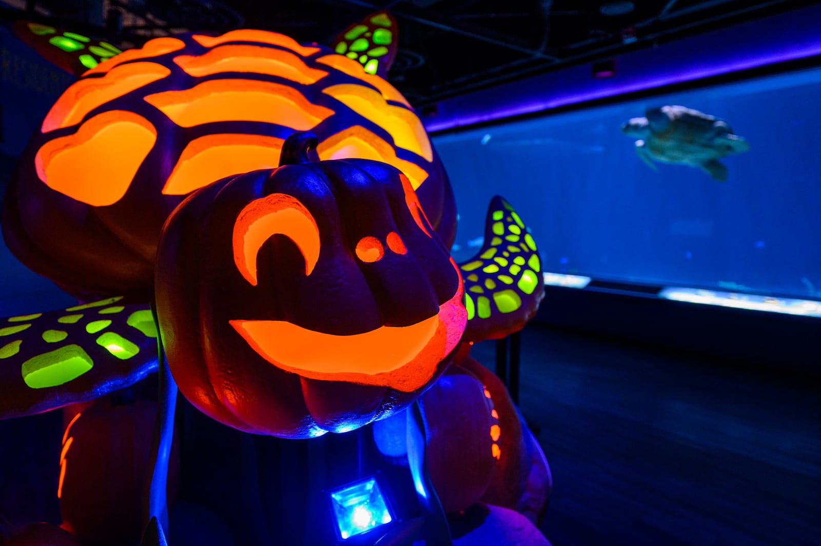 Underwater Pumpkin GLOW at Newport Aquarium starts September 16 and runs through November 3. It’s free with admission or membership reservation.