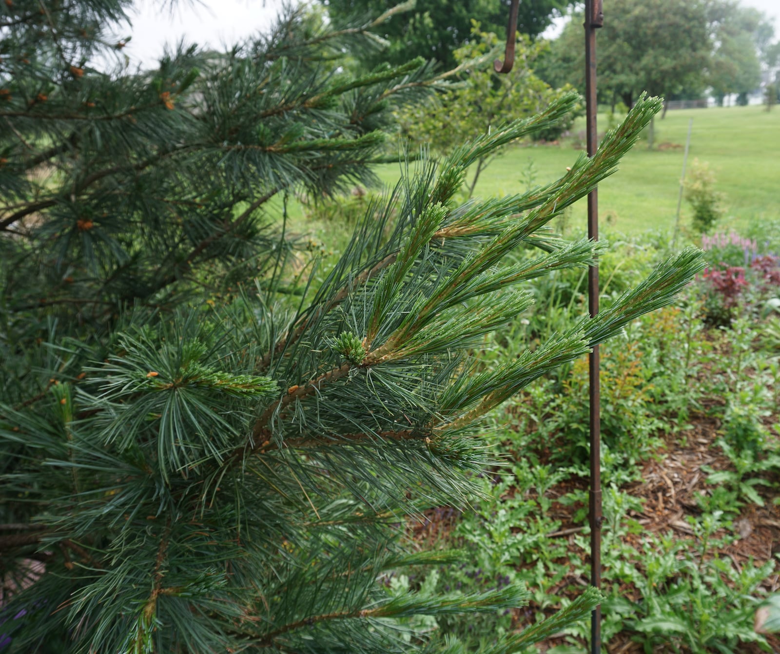 The new growth on a pine tree is referred to as the “candle” stage, the best stage to prune a pine.