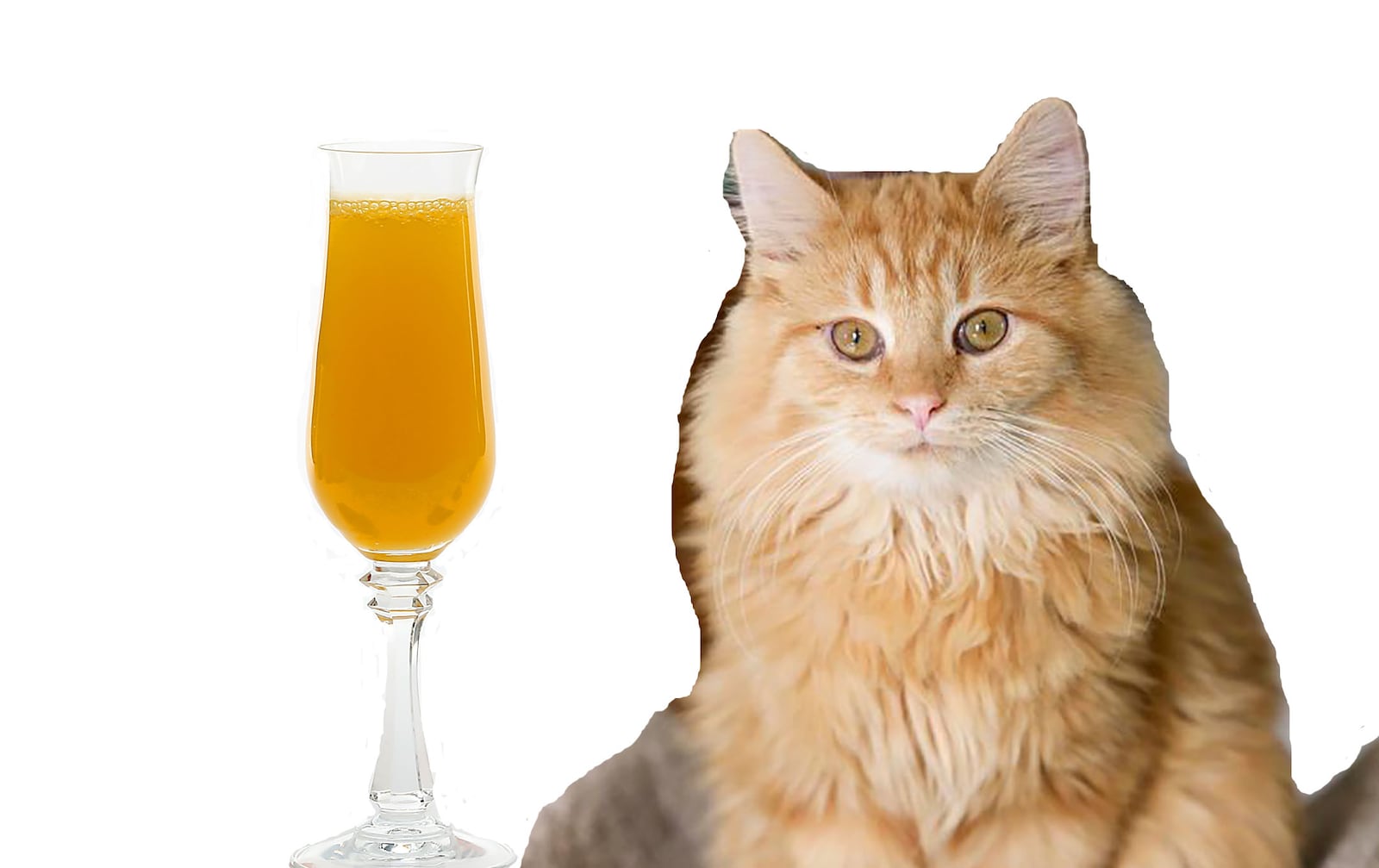 Gem City Catfe's Wilpur Wright (submitted) next to a glass of  mimosa made with orange juice(Kirk McKoy/Los Angeles Times/TNS).