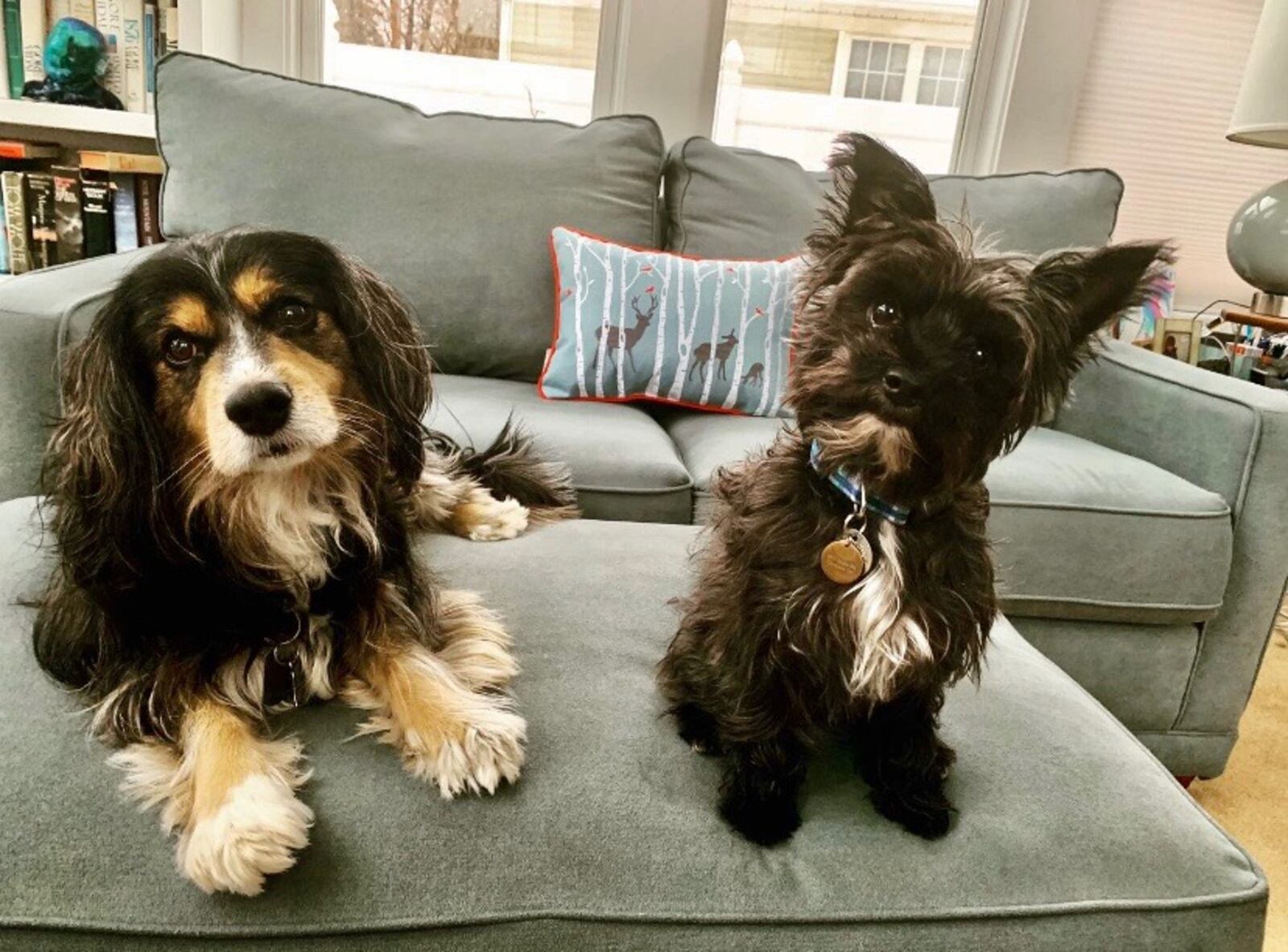 "Franklin"(left) and "Walter" belong to couple U.S. Sen. Sherrod Brown and  journalist Connie Schultz. CONTRIBUTED