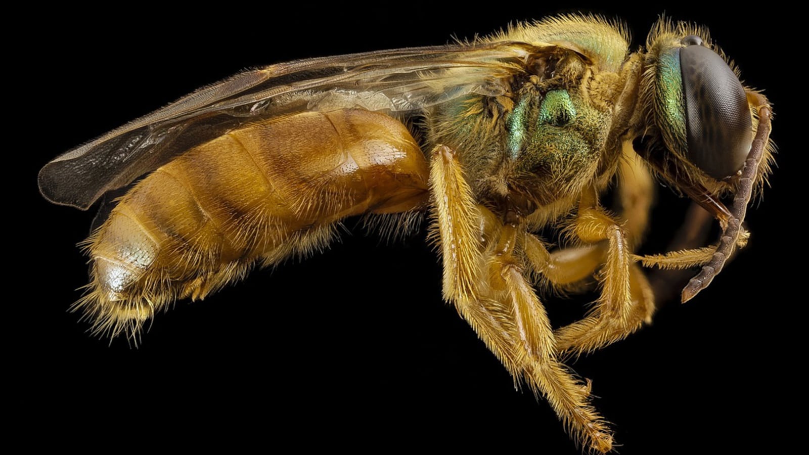 A sweat bee, from the halictid family, feed on nectar and pollen, but also need salt from the glands of humans and animals.