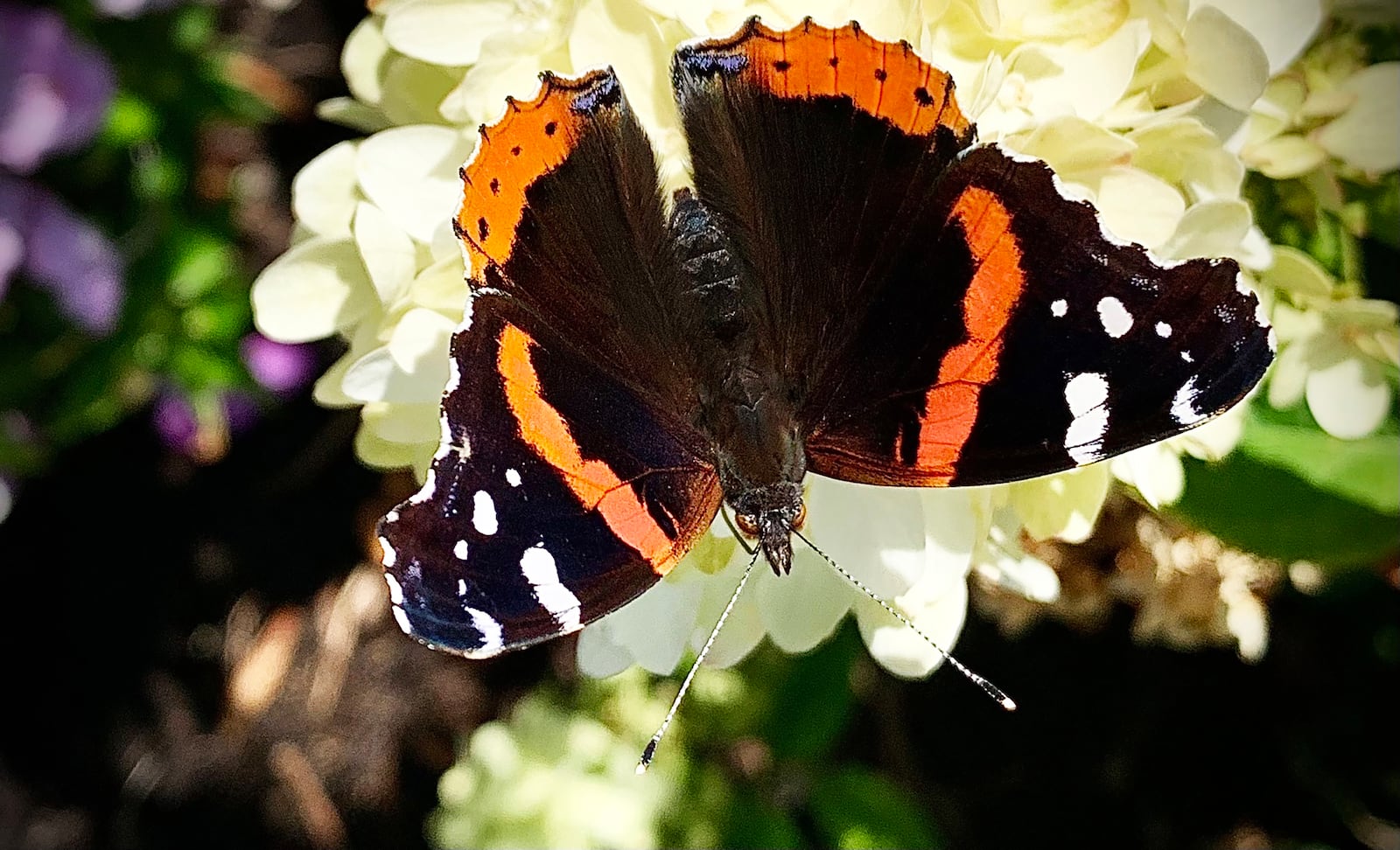 The Red Admiral Butterfly stopped at a flower near downtown Dayton, Tuesday, Sept. 3, 2024. The Red Admiral Butterfly is one of the most common species seen in North America and across the world according to the US Forest Service. MARSHALL GORBY\STAFF