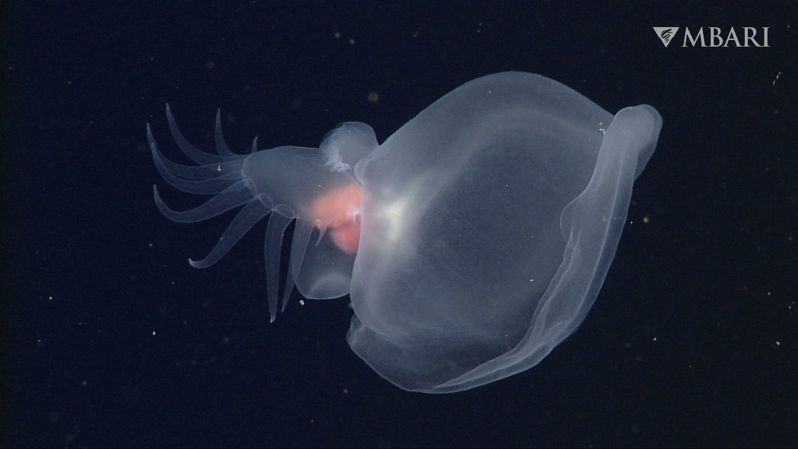 This undated photo provided by Monterey Bay Aquarium and Research Institute, shows a mystery mollusk (Bathydevius caudactylus) observed by MBARI's remotely operated vehicle (ROV) Doc Ricketts in the outer Monterey Canyon at a depth of approximately 1,810 meters. (MBARI via AP)