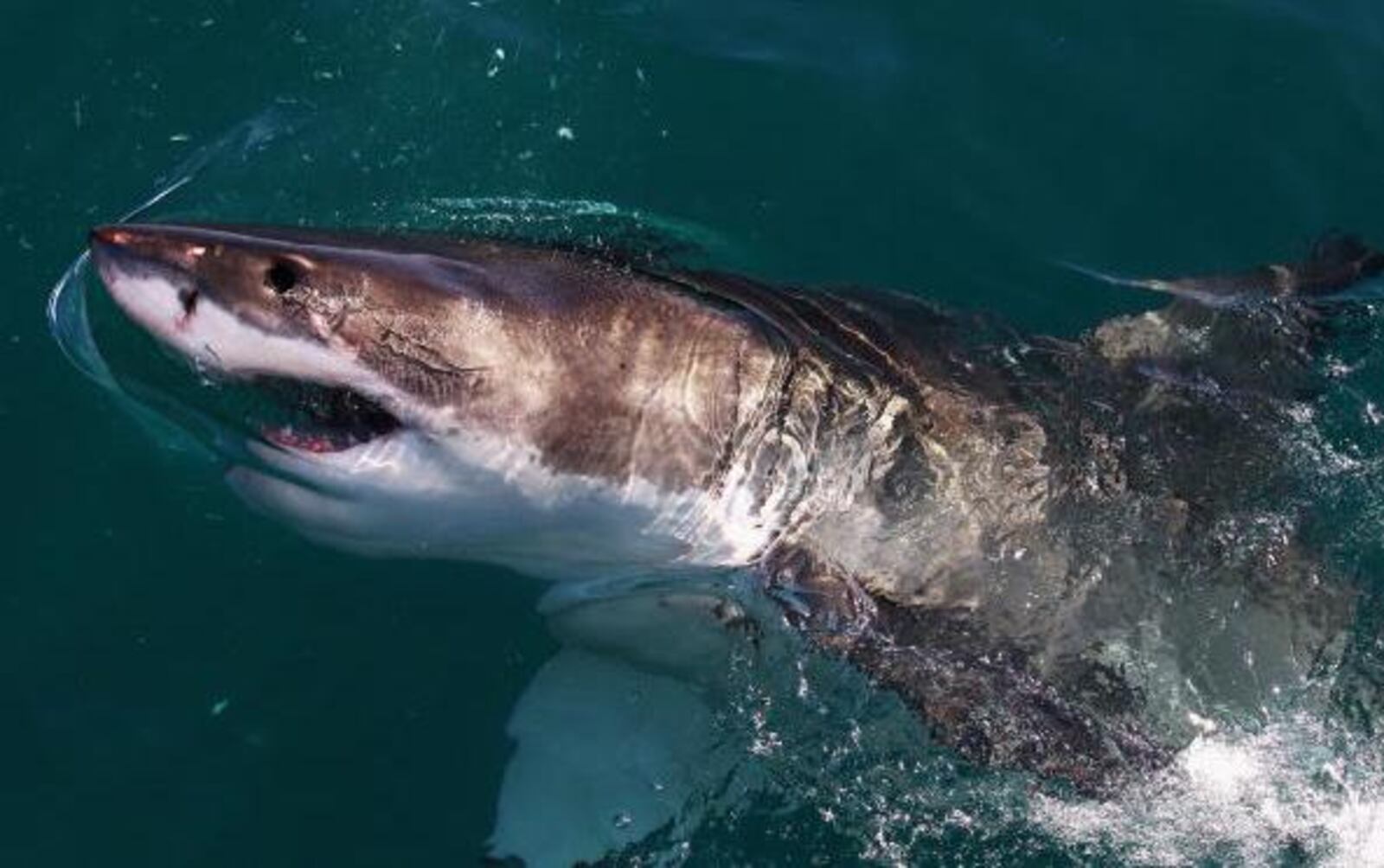 A Great White Shark swims in Shark Alley near Dyer Island on July 8, 2010 in Gansbaai, South Africa.  