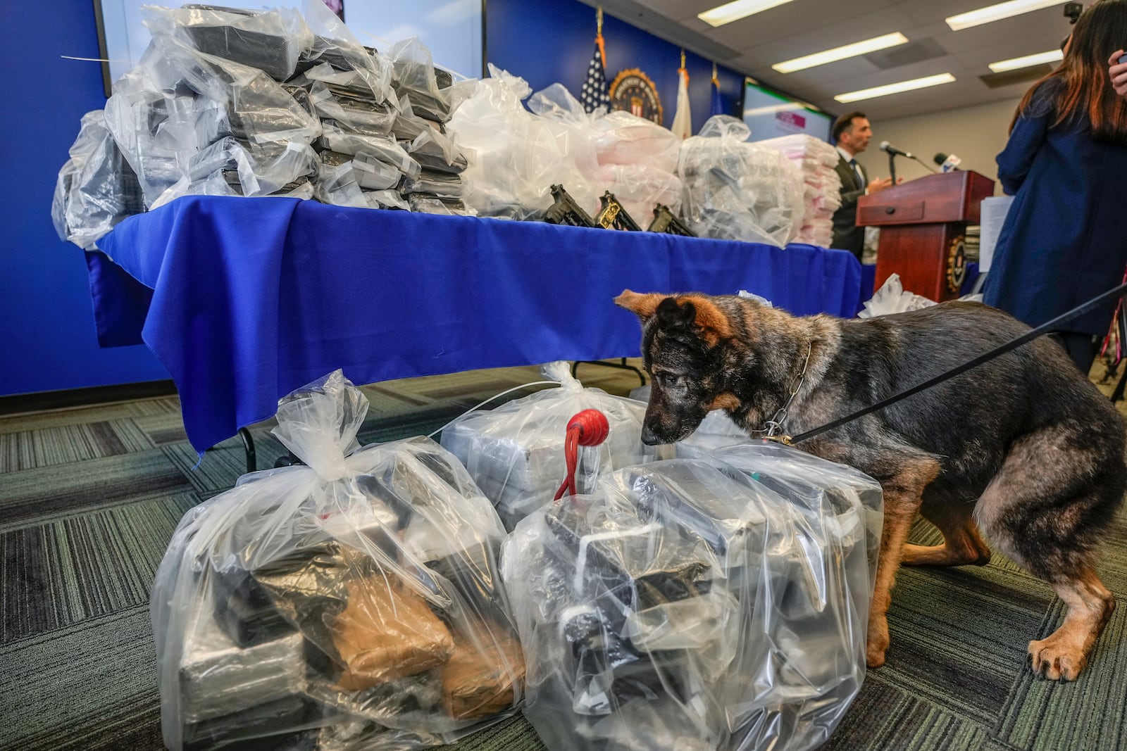 Los Angeles Police Department K9 dog Queza, jumps on top of bricks of cocaine after federal, local, and international officials announced federal charges and arrests of alleged members of a transnational drug trafficking operation that routinely shipped hundreds of kilograms of cocaine from Colombia, through Mexico and Southern California, to Canada and other locations in the United States at a news conference at the FBI offices in Los Angeles, Thursday, Oct. 17, 2024. (AP Photo/Damian Dovarganes)