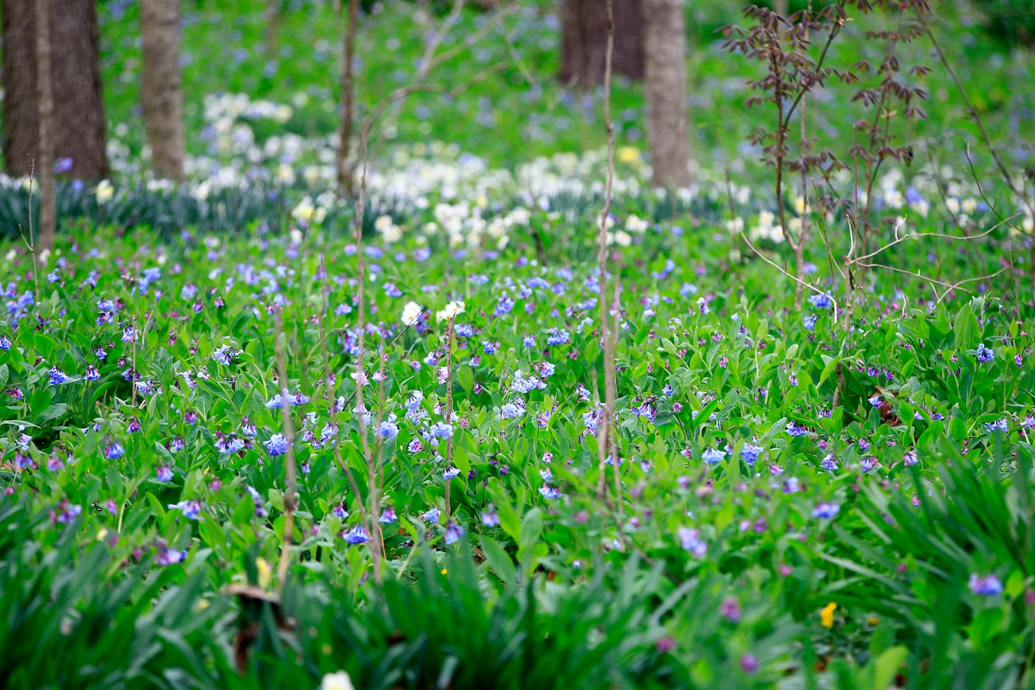 Virginia Bluebells bloom at Aullwood Garden MetroPark