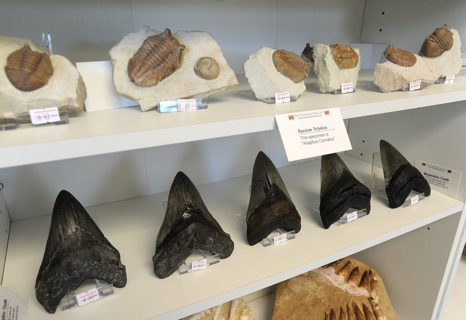 The new Rock Around the Clark Business in Yellow Springs has fossils, trilobites, aegalodon teeth and many more items including things for children. The business opened its doors in July. MARSHALL GORBY / STAFF