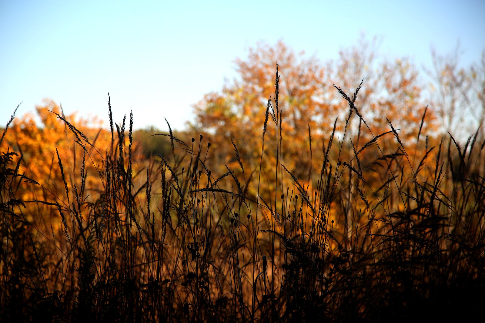 
Five Rivers MetroParks has constructed miles of new trails at Germantown MetroPark. The additional mileage snakes through prairie, mature woodlands and wetlands.  LISA POWELL / STAFF