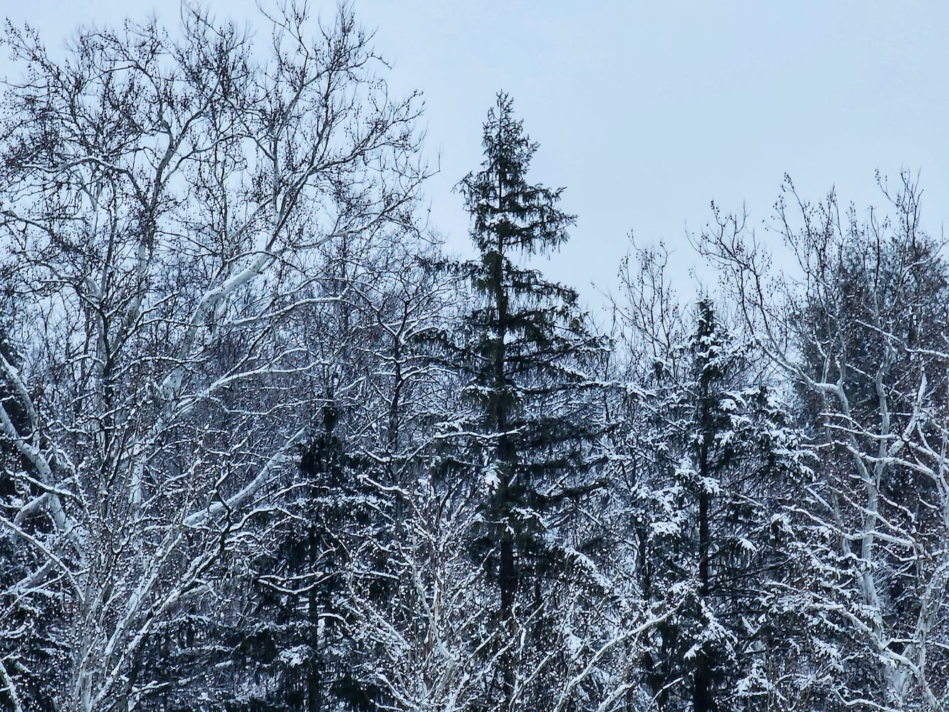 Winter Snow