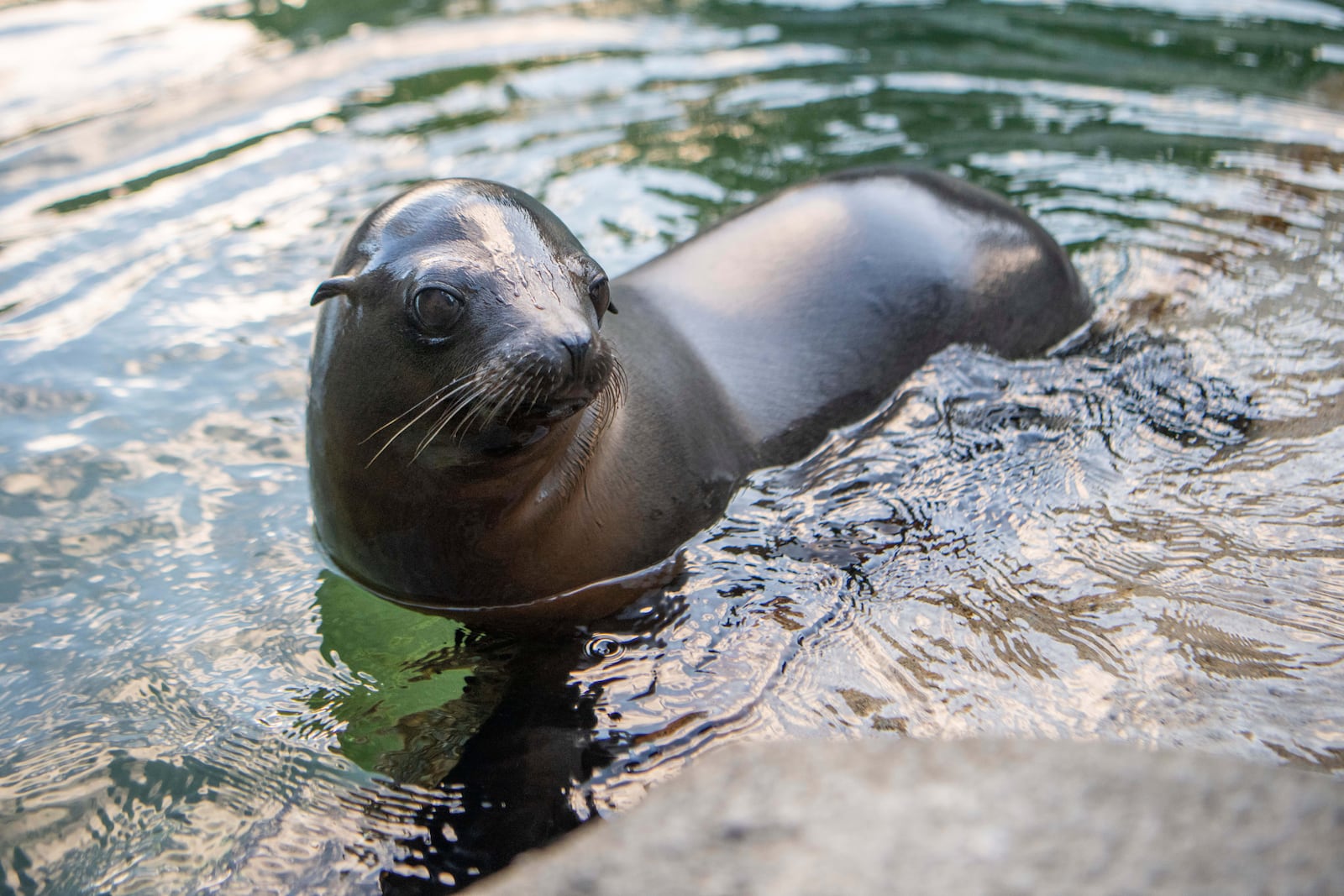 This photo provided by Point Defiance Zoo & Aquarium shows sea lion pup named Pepper on Thursday, Feb. 6, 2025, at the the Point Defiance Zoo & Aquarium in Tacoma, Wash. (Katie G. Cotterill/Point Defiance Zoo & Aquarium via AP)