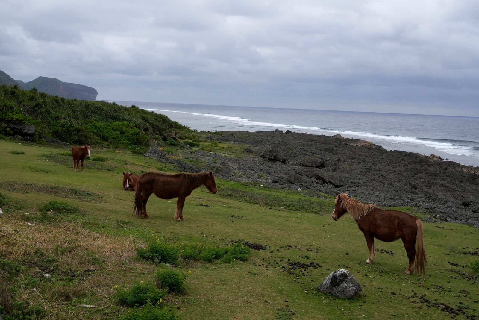 Wild horses roam on Yonaguni, a tiny island on Japan’s western frontier, Friday, Feb. 14, 2025. (AP Photo/Ayaka McGill)