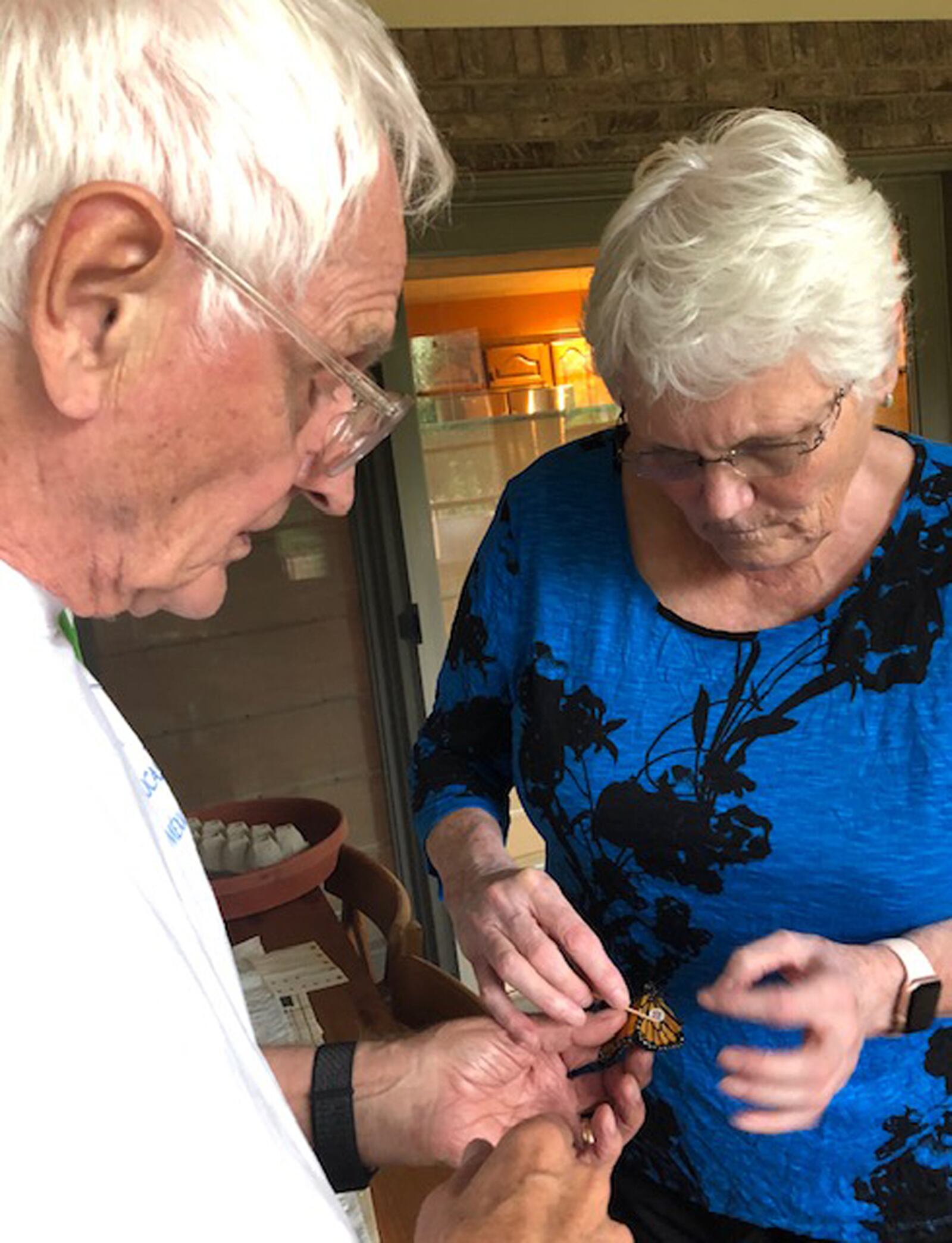 Ron Hill of Beavercreek holds a freshly emerged monarch, while his next door neighbor, Dr. Mary McCarthy, tags the butterfly before release. CONTRIBUTED