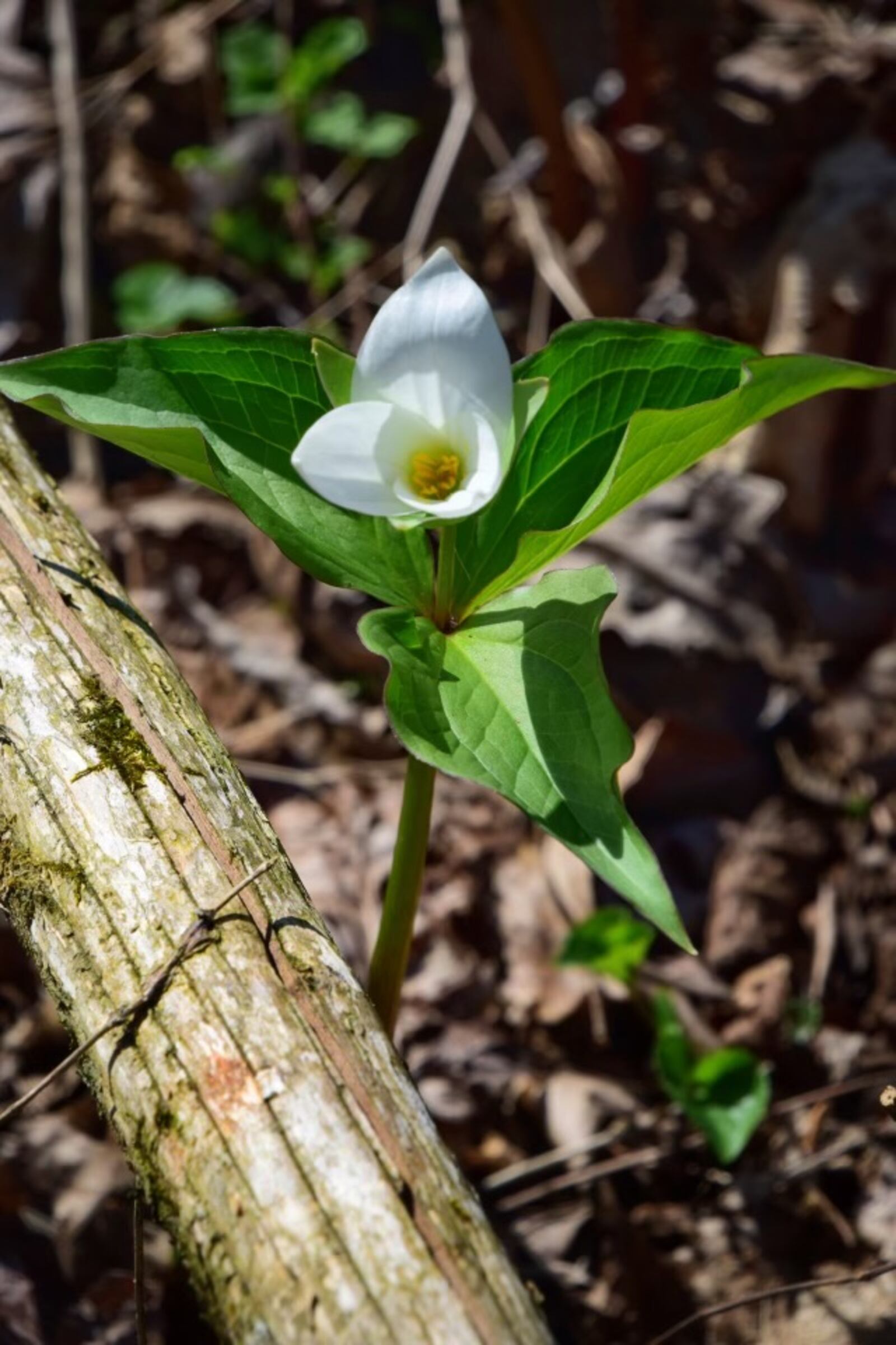 Wildflowers, like the white trillium spotted along the orange trail at Bill Yeck Park, should be left for all to enjoy. CONTRIBUTED