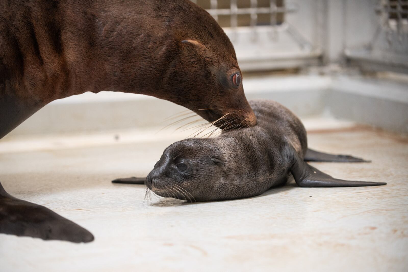 A California sea lion was born at the Columbus Zoo and Aquarium this week. The pup's mother, Lowell, is bonding with it behind the scenes and will teach it to swim when ready. COLUMBUS ZOO AND AQUARIUM