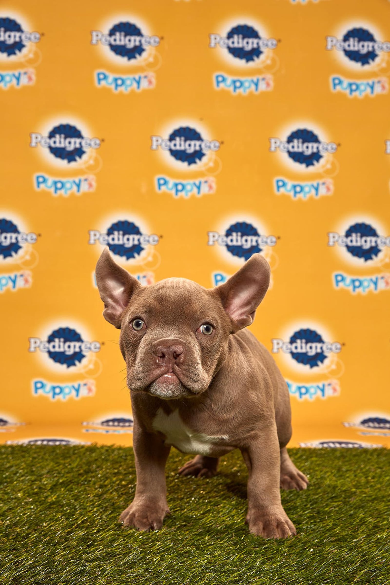 Rooster, an American Staffordshire terrier/bulldog mix with a cleft palate from the Sanctuary Rescue in Virginia. (Animal Planet)