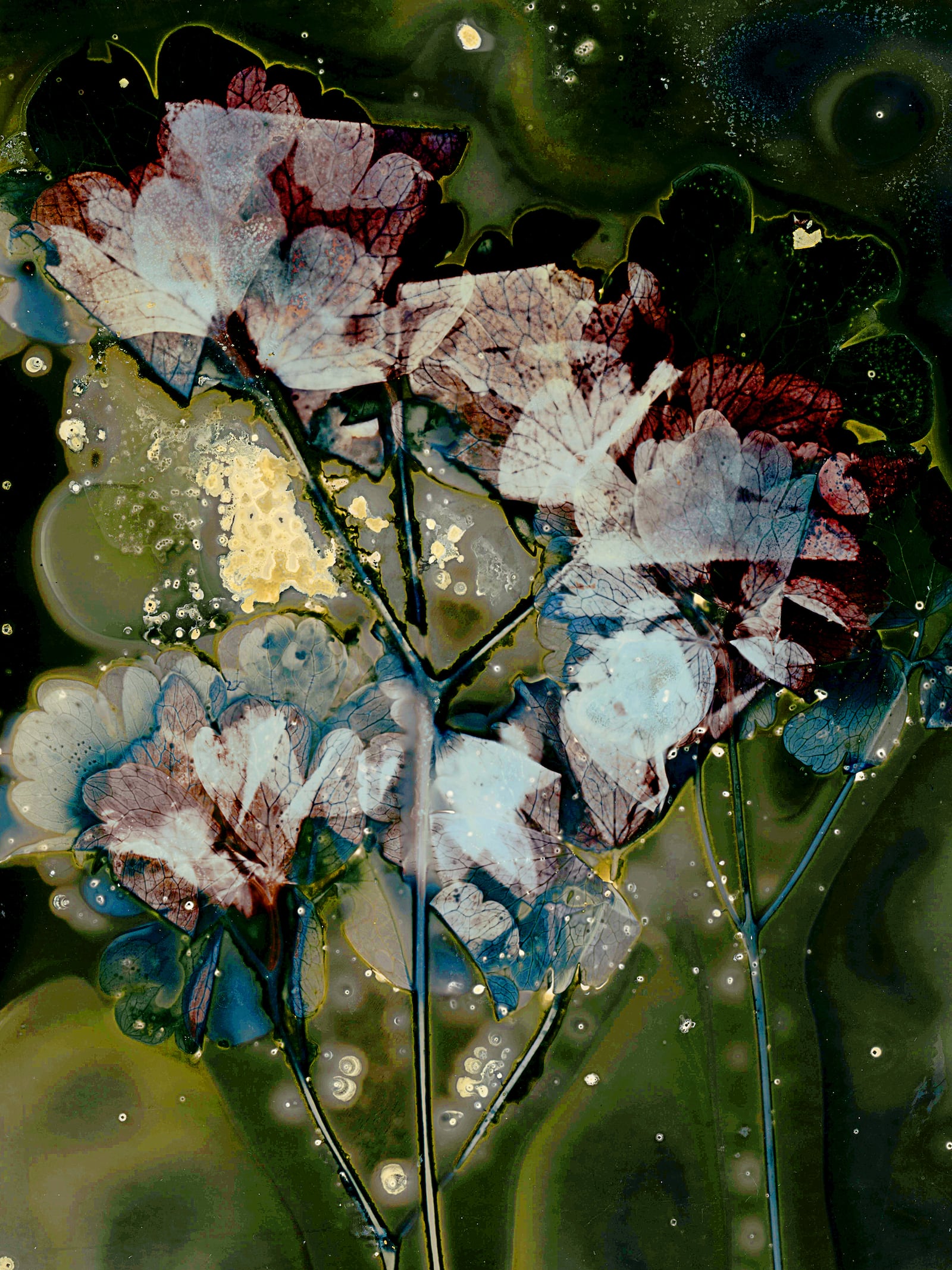 Cara Lee Wade’s camera-less lumen process creates works that reference the symbiotic relationship between nature and humans. Her work is being shown at Rosewood Arts Center. CONTRIBUTED